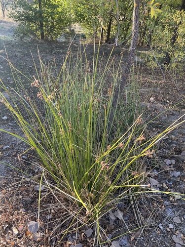 Cyperus observed 2026-10-28