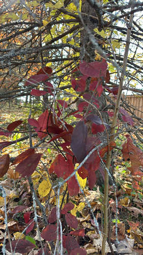 Prunus observed 2026-10-28