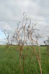 Filipendula