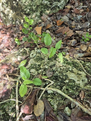 Passiflora suberosa observed 2026-10-28