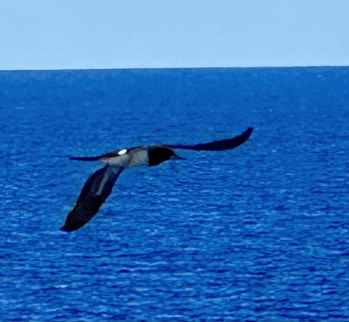 Sula leucogaster observed 2026-10-28