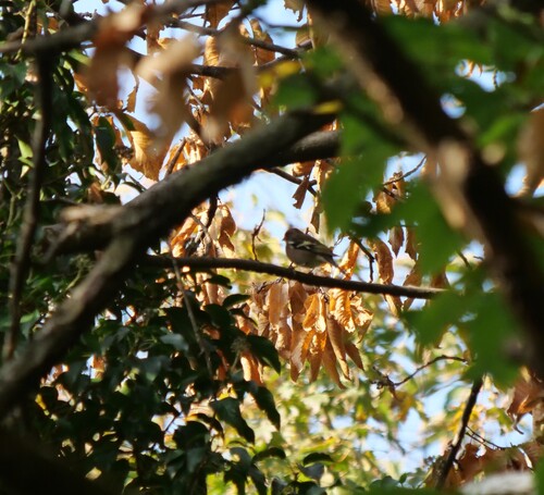 Fringilla coelebs observed 2026-10-28