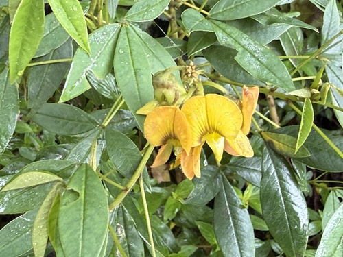 Crotalaria micans observed 2026-10-28