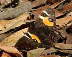 Tisiphone abeona albifascia