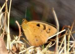 Heteronympha penelope penelope