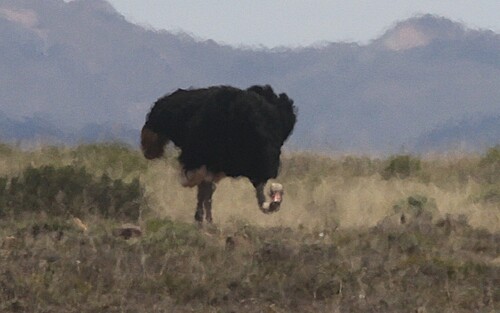 Struthio camelus observed 2026-10-25