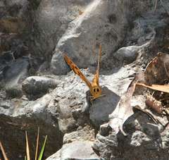 Heteronympha penelope penelope