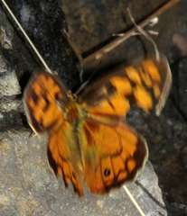 Heteronympha penelope penelope