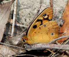 Heteronympha penelope penelope