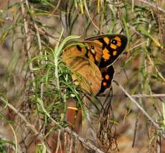 Heteronympha penelope penelope