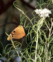 Heteronympha penelope penelope