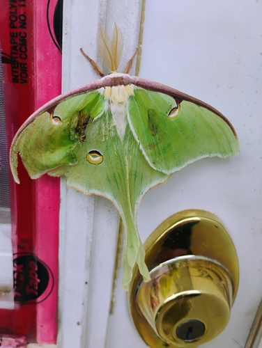Actias luna photograph by the iNaturalist community