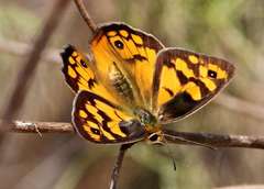 Heteronympha penelope penelope