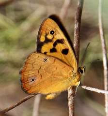 Heteronympha penelope penelope