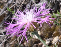 Psephellus sibiricus