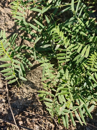 Vicia cracca observed 2026-10-28