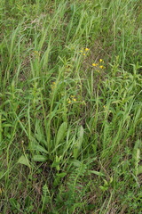 Crepis praemorsa