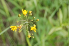 Crepis praemorsa