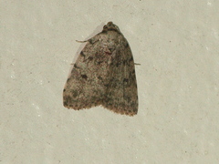 Tolpia conscitulana
