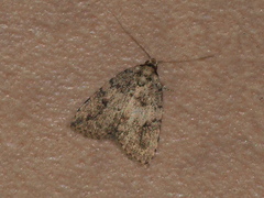 Tolpia conscitulana