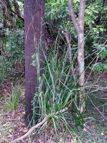 Image of Gahnia melanocarpa by (c) Russell Best, some rights reserved (CC BY)