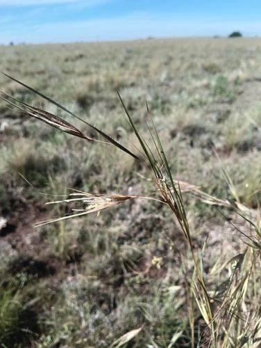 Themeda triandra observed 2026-10-28