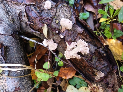Schizophyllum commune observed 2026-10-28