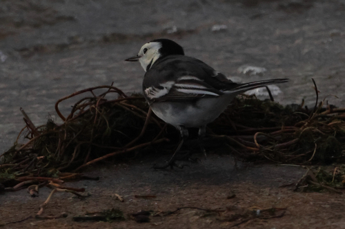 Motacilla alba observed 2026-10-28