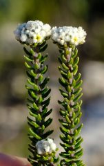 Phylica selaginoides