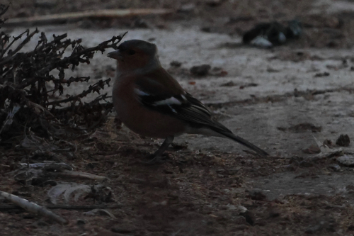 Fringilla coelebs observed 2026-10-28