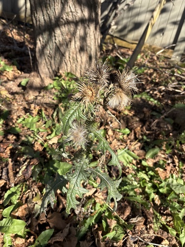 Cirsium vulgare observed 2026-10-28