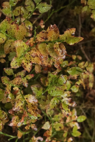 Vaccinium myrtillus observed 2026-10-28