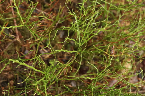 Vaccinium myrtillus observed 2026-10-28