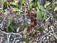 Grewia latifolia