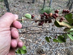 Grewia latifolia