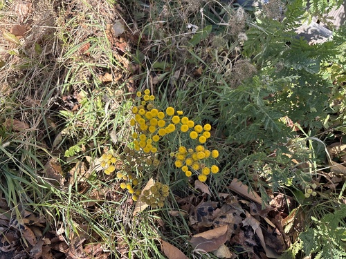 Tanacetum vulgare observed 2026-10-28