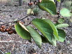 Grewia latifolia