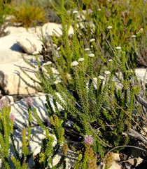 Phylica selaginoides