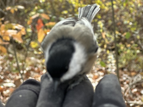 Poecile atricapillus observed 2026-10-28