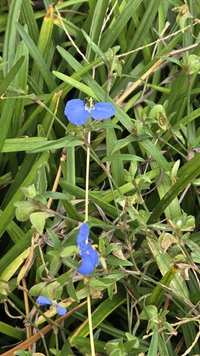 Commelina erecta observed 2026-10-28