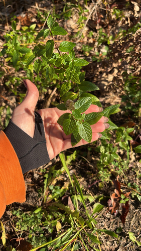 Mentha arvensis observed 2026-10-28