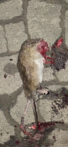 Rattus rattus observed 2026-10-28