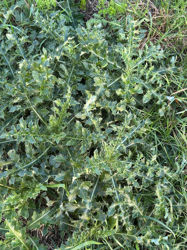 Cirsium arvense observed 2026-10-28