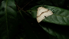 Lymantria xylina