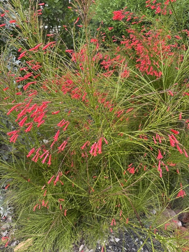 Russelia equisetiformis observed 2026-10-28