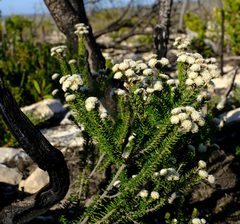 Phylica selaginoides
