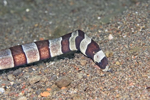 Myrichthys colubrinus observed 2026-10-18