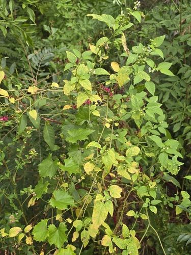 Solanum americanum observed 2026-10-28