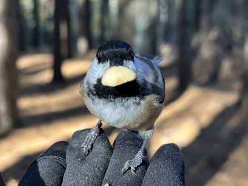 Poecile atricapillus observed 2026-10-28