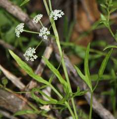 Apium prostratum prostratum